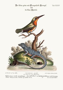 De kleine groene en oranje gekleurde ijsvogel en de blauwe hagedis, 1749-73